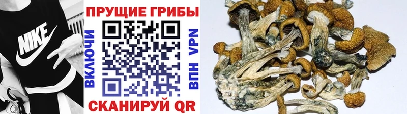 OMG маркетплейс  Бирюсинск  Галлюциногенные грибы Psilocybine cubensis 